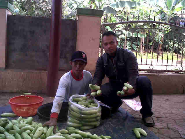 Petani Yupiter Pak Oheng Lagi Ngepak